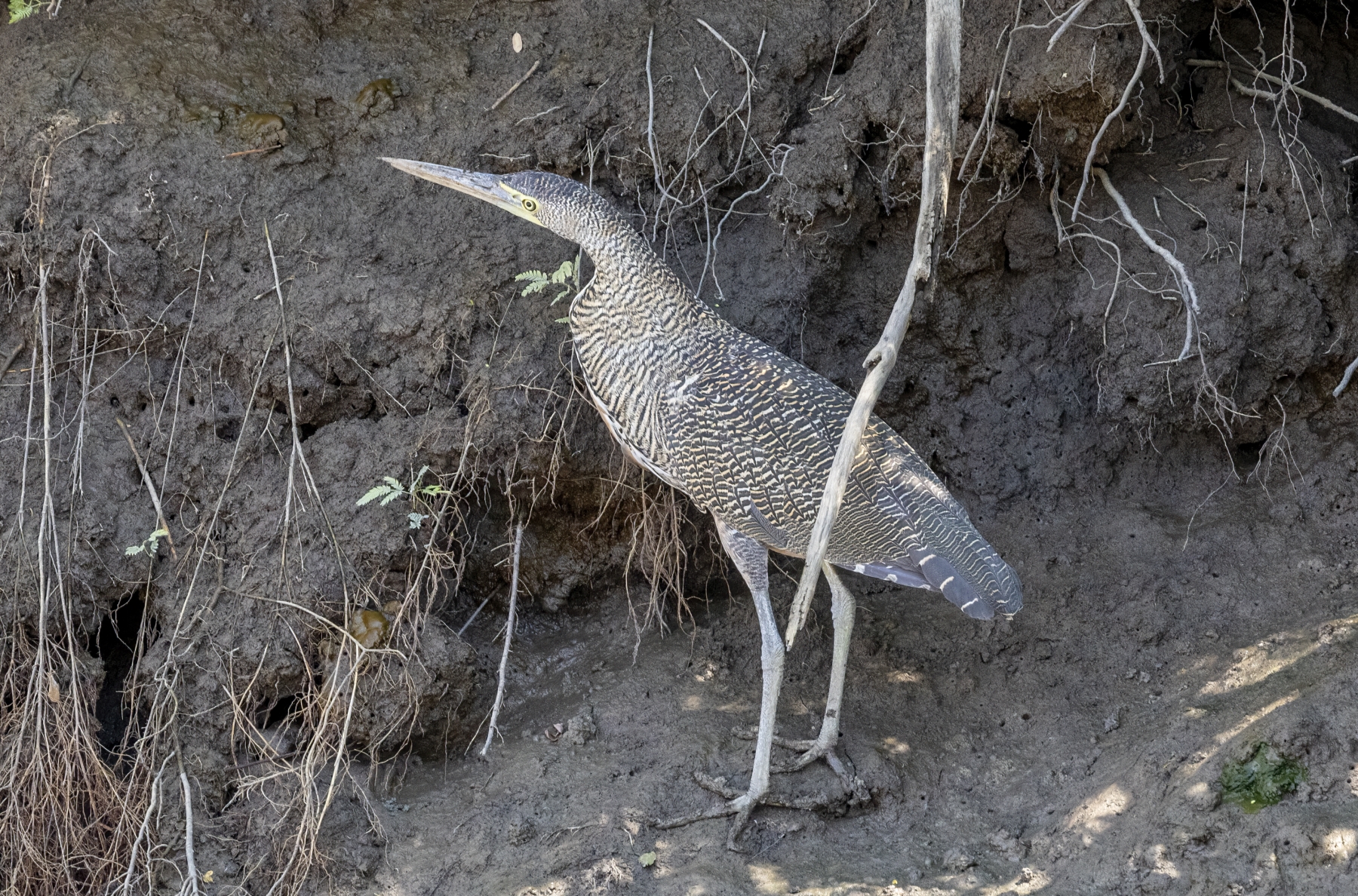 Tiger Heron, Palo Verde National Park, Costa Rica